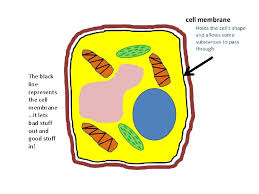 In fact, the collective work of the. Life Science Animal Cell Five Parts Of An