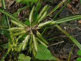 Image result for Cyperus cuspidatus