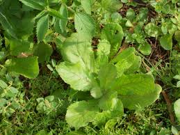 Image result for Laggera