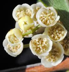 Image result for Euclea