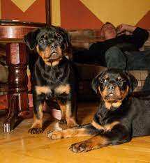 Americanlisted has classifieds in apple valley van dooren rottweilers rottweiler puppies for sale in california: Rottweiler Puppies For Sale In California Fp Rottweiler Breeder