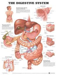 The Digestive System Anatomical Laminated Chart Poster