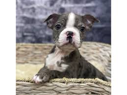 Can A Boston Terrier Be Left Alone? Alternatives & Care Tips – Dogster