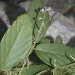 Image result for Teramnus uncinatus