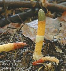 Image result for Mutinus caninus