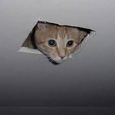 Scottish twitter user emma recently tweeted about a cat living in the. Ceiling Cat Meme Generator Imgflip
