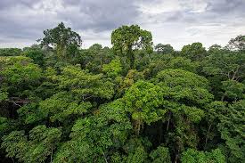 You could use a reading comprehension activity all. 5 Countries With The Largest Rainforest Coverage Worldatlas