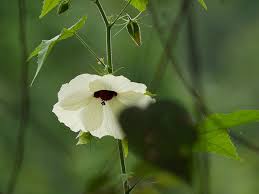 Image result for Hibiscus vitifolius