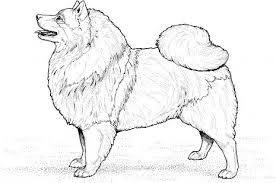 Keeshond Coloring Page Super Coloring Dog Coloring Page Keeshond Animal Coloring Pages