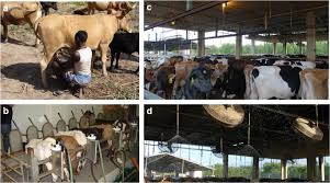The importance of camel in different regions of the world: Dairy Science And Health In The Tropics Challenges And Opportunities For The Next Decades Springerlink