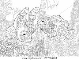 Clip art of a lineart of clownfish over a sea anemone by alex. Coloring Page Vector Photo Free Trial Bigstock