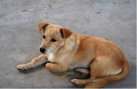 An attack from this dog causes severe damage to the victim. What Kind Of Dog Is The Chinese Pastoral Dog Is It Really Just A Dog Actually They Are Excellent Daydaynews