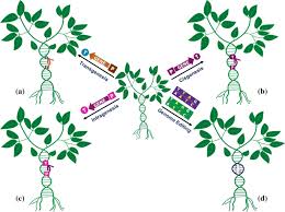 Genetically modified crops genetically modified crops ( gm crops, or biotech crops) are plants used in agriculture, the dna of which has been modified using genetic engineering techniques. Genetically Modified Crops Current Status And Future Prospects Springerlink