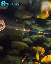 Algae Repellent Agent Video In 2020 Crystal Clear Water Fish Ponds Pond