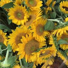 Maybe you would like to learn more about one of these? Scarlett Rose Wholesale Flowers 13 Photos Florists 120 W 28th St New York Ny Yelp