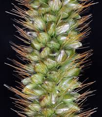 Image result for Setaria pumila