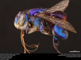 Image result for Isoglossa ciliata