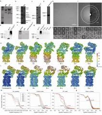 Protease is an enzyme which breaks down proteins and peptides. Visualizing Atp Dependent Substrate Processing Dynamics Of The Human 26s Proteasome At Near Atomic Resolution Biorxiv