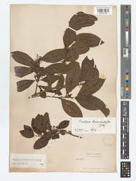 Image result for Scolopia