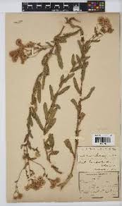 Image result for Doellia