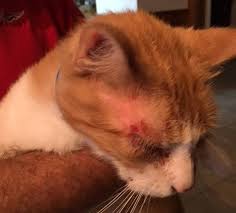 Treating miliary dermatitis in cats. The Successful Treatment Of Feline Miliary Dermatitis Stem Cell Safari