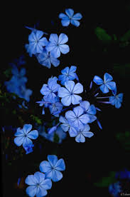 Black And Blue Aesthetic Wallpaper Wallpaper Blue Aesthetic Dark Lion Nature Photo Blue Flower Painting Dark Blue Flowers Blue Flower Wallpaper
