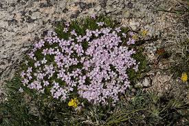 Image result for Silene kiwuensis