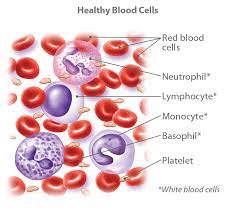 Blood Cancer Types, Symptoms, Causes, Treatment & Prognosis | Ctca