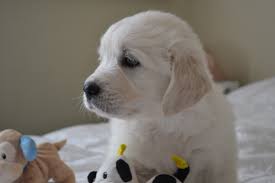 Feb 22, 2018 at 10:19 pm. Shastafinn2 Blackgold 6wks2 Europa English Goldens