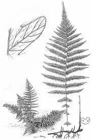 Image result for Thelypteridaceae