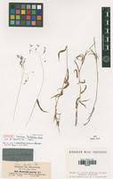 Image result for Panicum hochstetteri