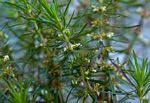 Image result for Anthospermum vallicola