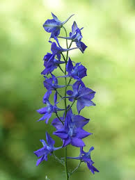 The easiest way to find valid coupons is by searching for the flower house coupons online, you can get a vast range of the best and fresh coupons for products. Types Of Flowers 170 Flower Names Pictures Flower Glossary