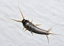 We did not find results for: Pesciolino D Argento Se Morde Fa Male Insectum