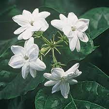 Pin By Sharon Highlander On Garden Planted Jasmine Plant Flowering Plants In India Indoor Flowering Plants