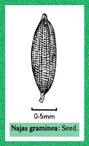 Image result for Najas graminea