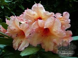 Rhododendron Tortoiseshell Orange From Burncoose Nurseries Rhododendron Hybrids Rhododendron Orange Flowers Flowers