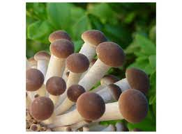 Maybe you would like to learn more about one of these? Black Poplar Mushroom Grain Spawn 1 Liter Grain Spawn For Logs Shiitake Shop