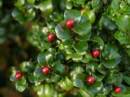 Image result for Lythrum rotundifolium