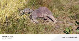 Two wild elephants electrocuted in Belagavi district - The Hindu