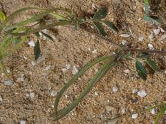 Image result for Indigofera monantha