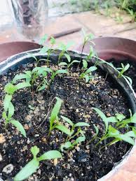 Ramai terlupa bahawa anak pokok juga memerlukan baja untuk pembesaran yang sihat dan kuat. Semai Ketumbar Siram Baja Guna Teknik Self Watering Tanah Lembab Pokok Kekal Segar Mingguan Wanita