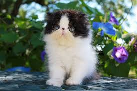 Black And White Persian Cat Alfenloch After Eight Black White Male Persian Kitten Persian Kittens Persian Cat Persian Cat White