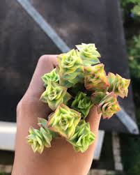 If your cactus is losing its spikes or leaves, it will not look as decorative and might even die, depending on a cause. Pin On Suculentas