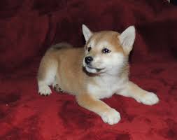 Find 2317 listings of shiba inu puppies for sale in myanmar near you. Shiba Inu Near Me Petfinder