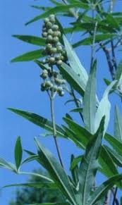 Image result for Vitex strickeri