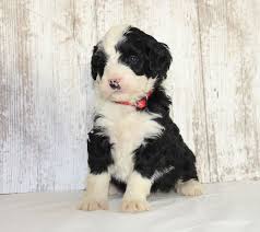 Welcome to michiana kennels bernedoodles site. Puppies For Sale Near Me Find Your Puppy Vip Puppies Puppies Puppies For Sale Bernedoodle Puppy
