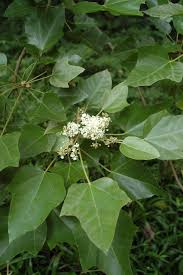 Image result for Aleurites