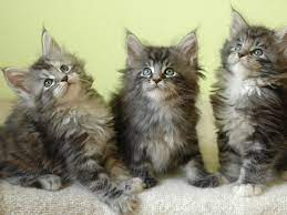 Pin On Maine Coon Cats