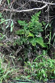 Image result for Aleuritopteris